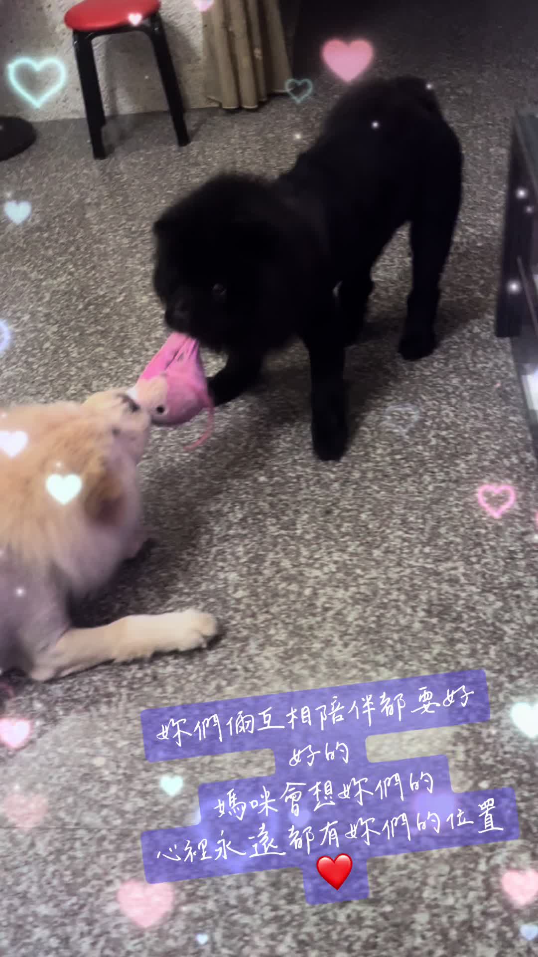 @陳小豬🐷❤️天秤海🏖️