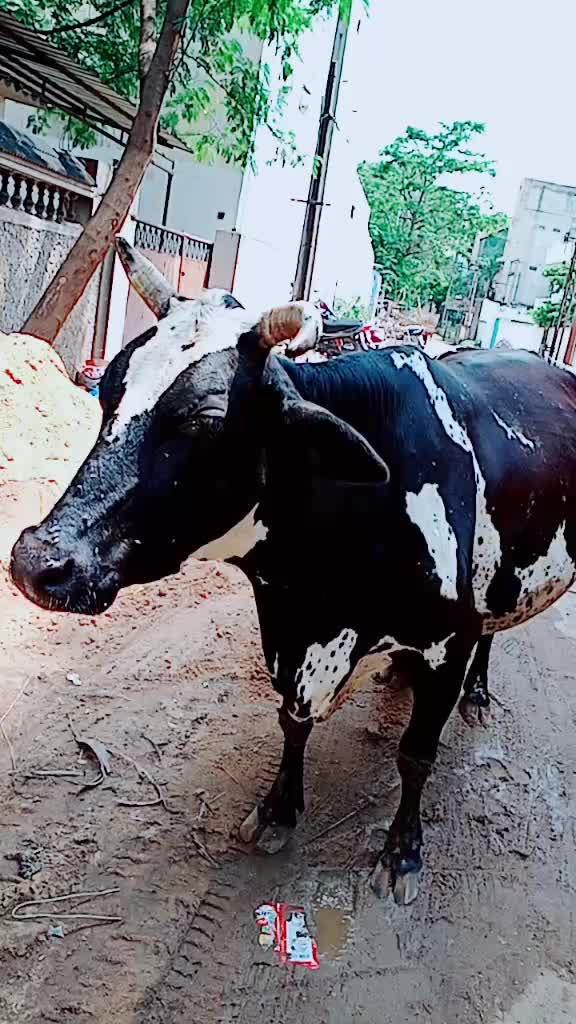 @sudhakar  gundarapu