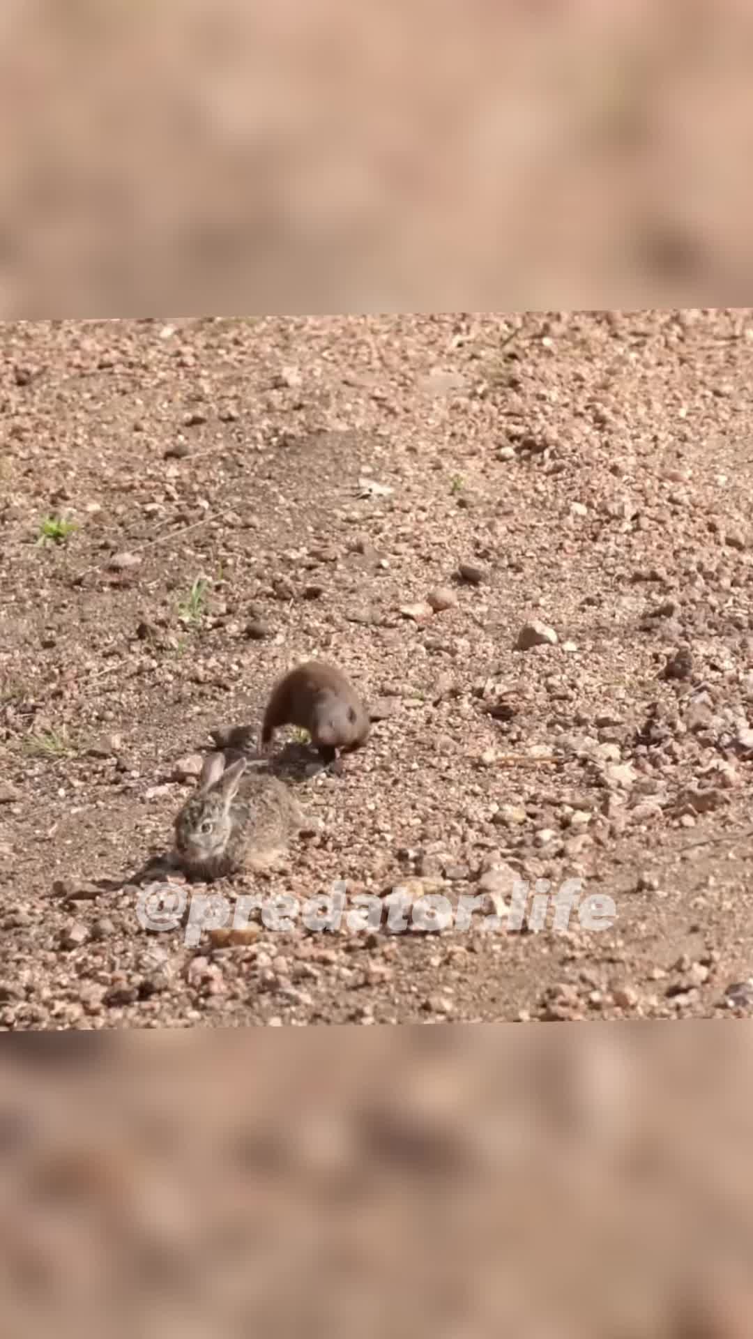 @Predator Life