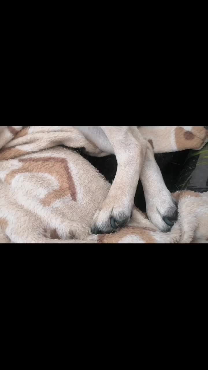 @CHATIRULO 🐶