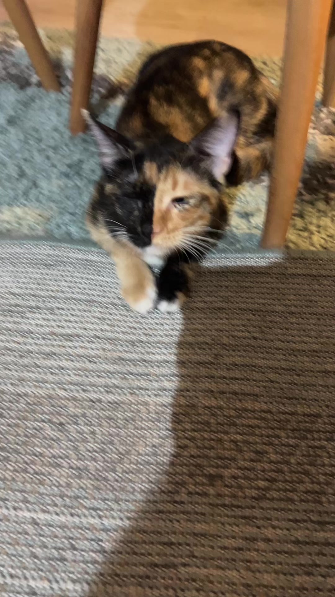 @kiki 🐈⬛