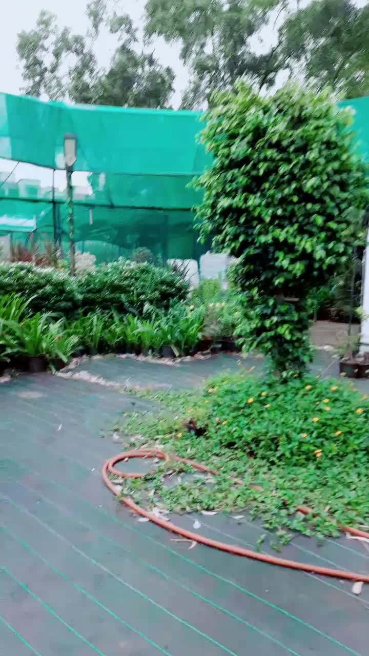 @sallujaan