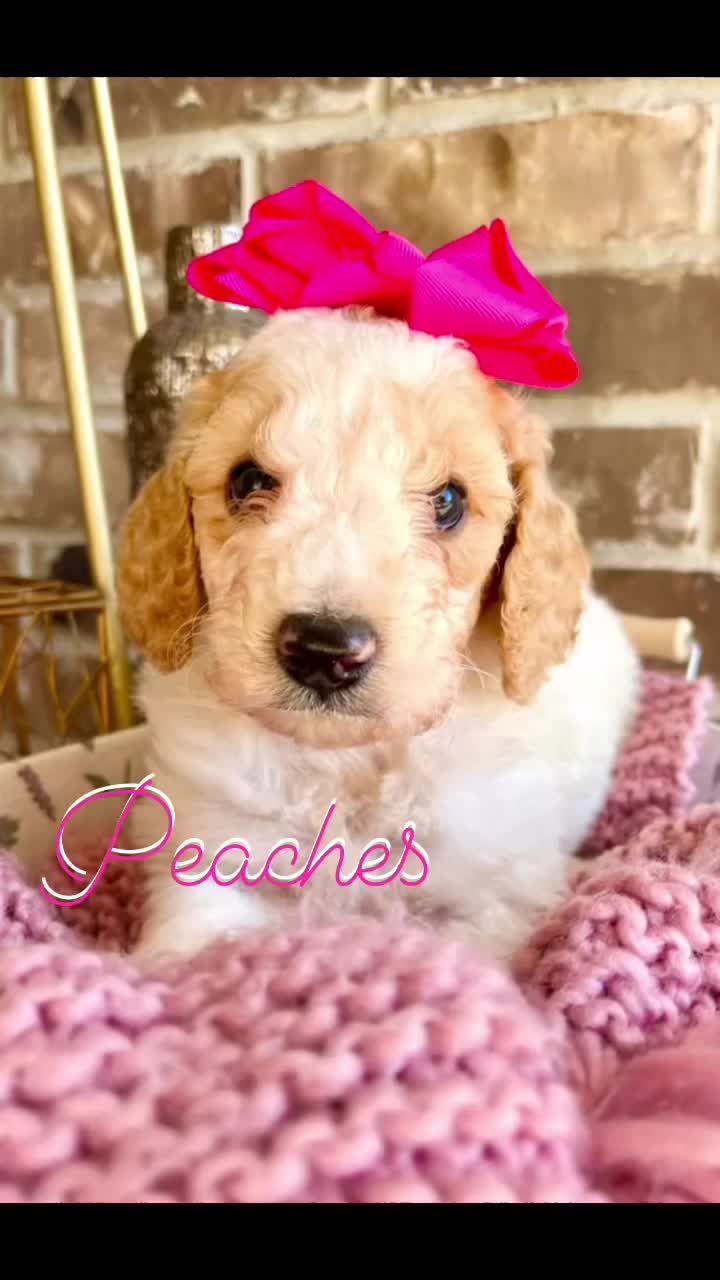 @PIA&rsquo;s Doodle Poodle Wag