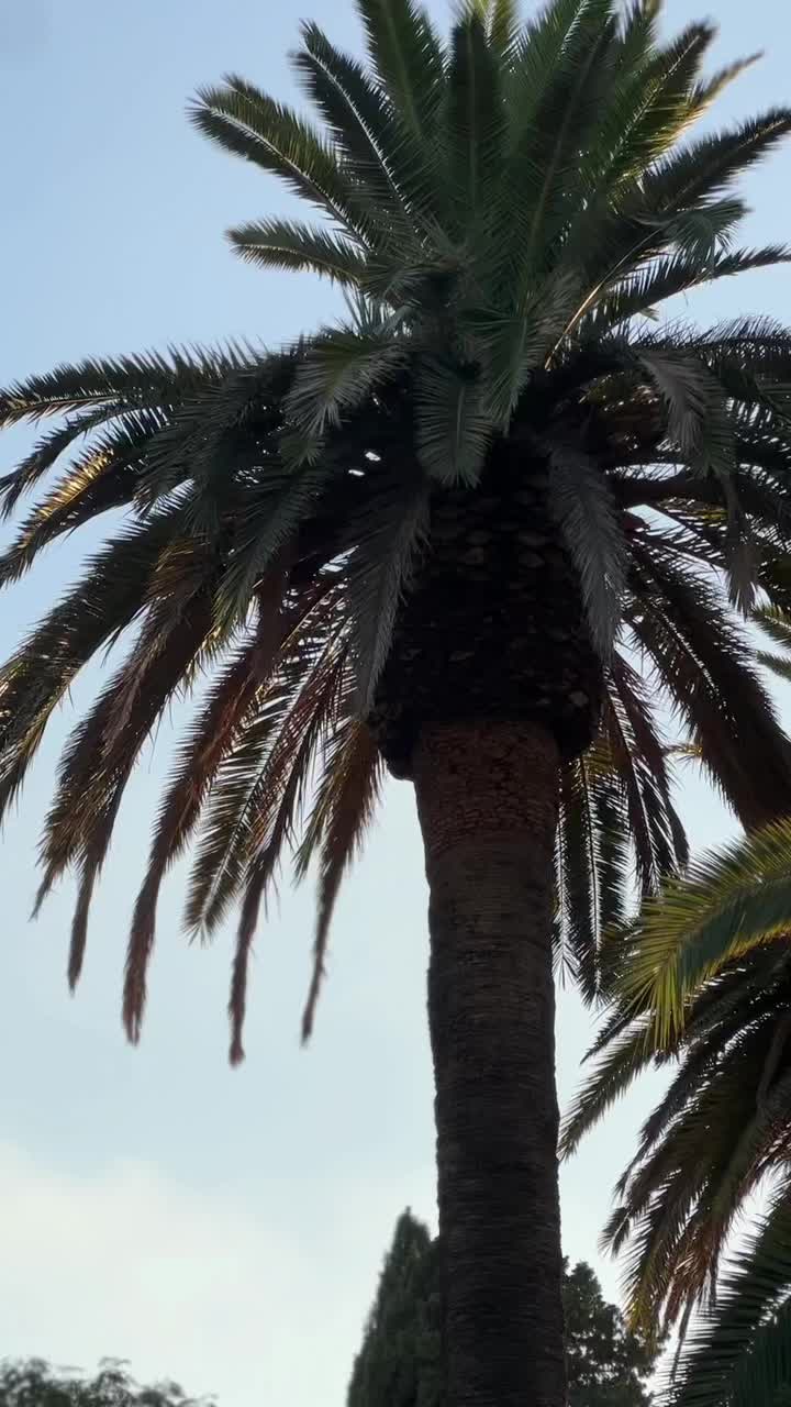 @tato.rabelais