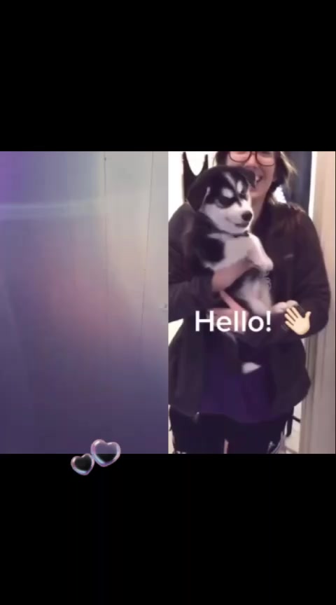 @❤Animals❤