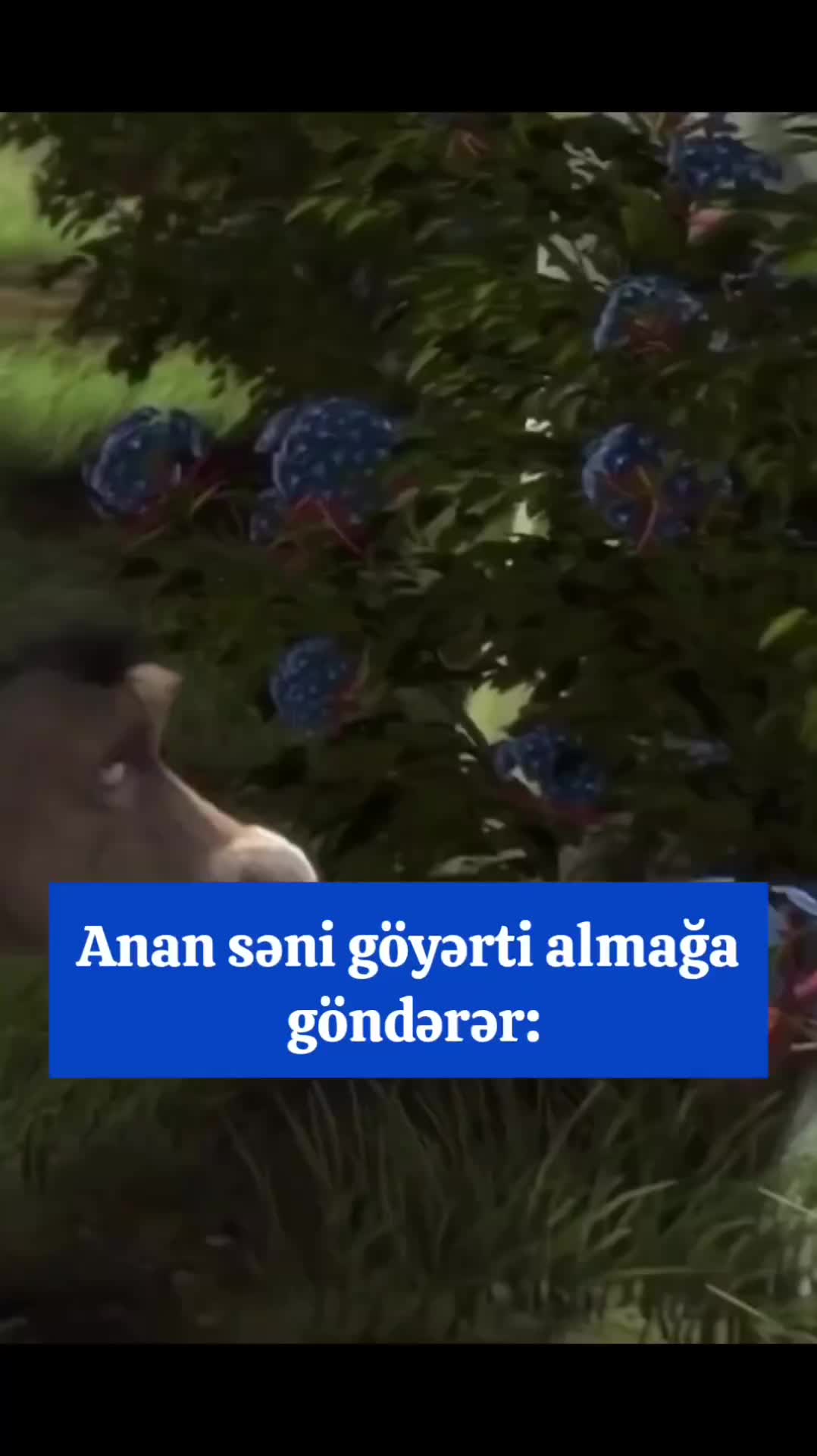 @✅ Doossetaram2021🇦🇿