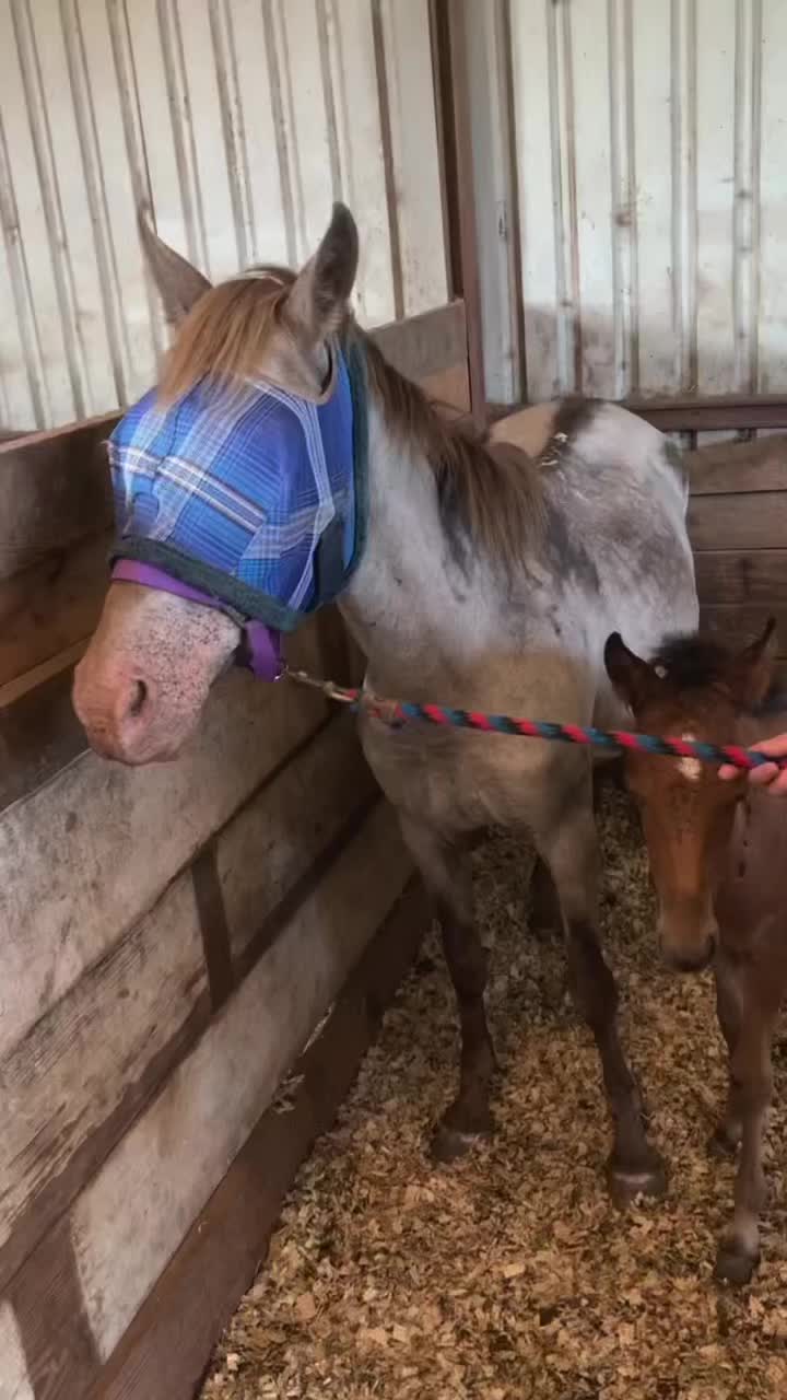 @Horses<>Helping<>Humans