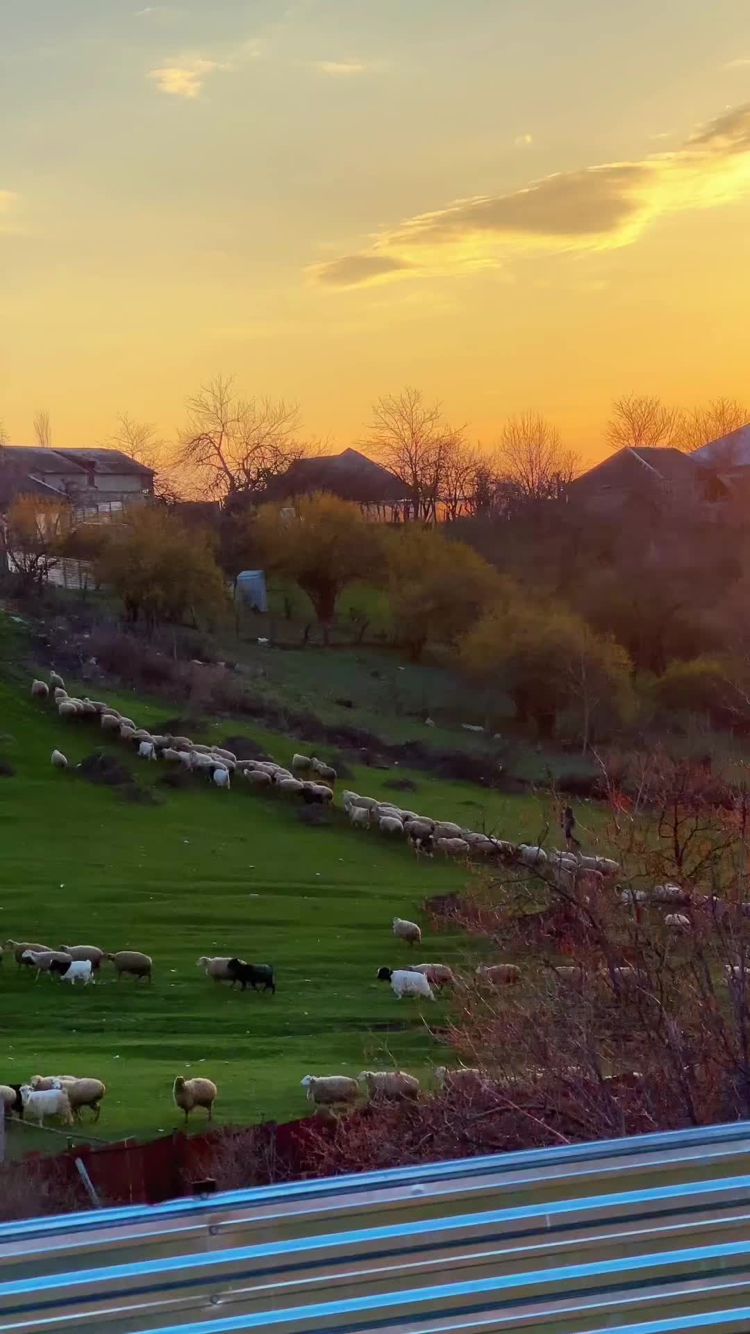@Buğa bürcü