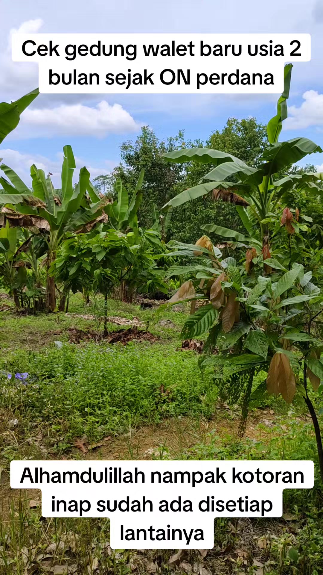 @Walet Rimba Kalimantan