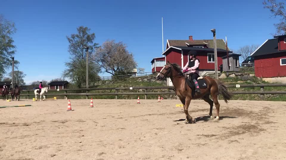 @•Equestrians•