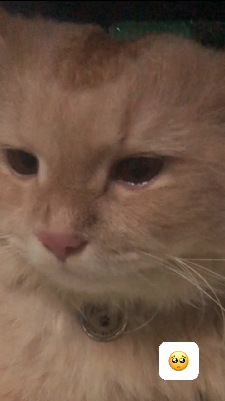 @Yuki the Persian Cat