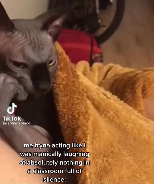 @🙀