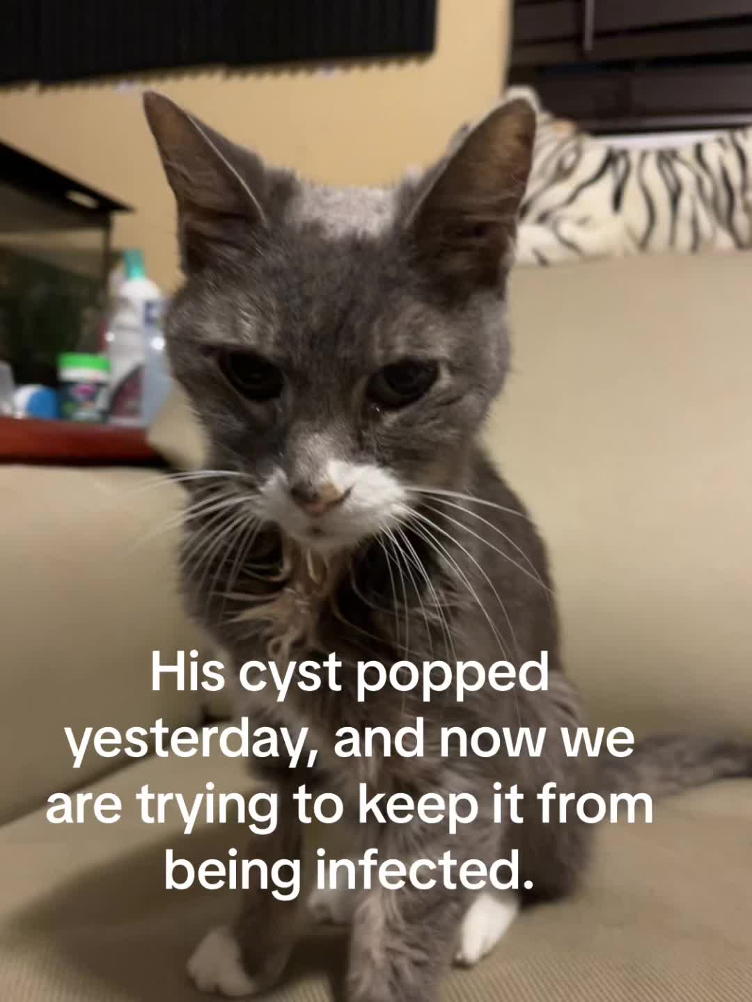 @roxyredcat