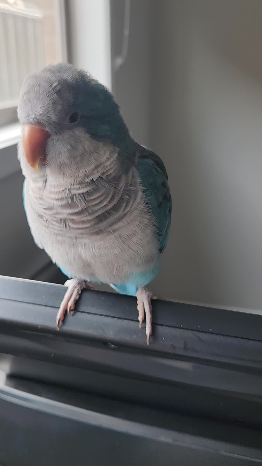 @Funnyparrotboys