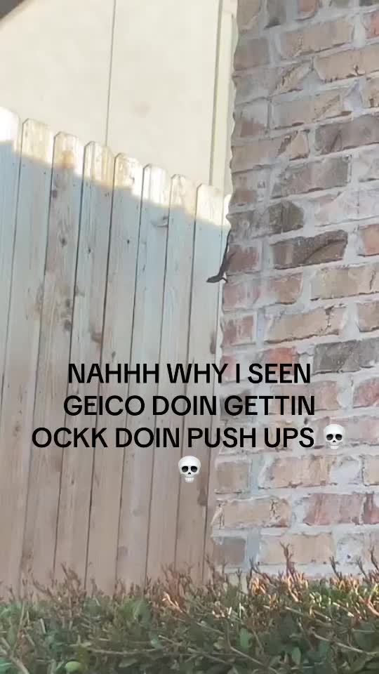 @🐈&zwj;⬛