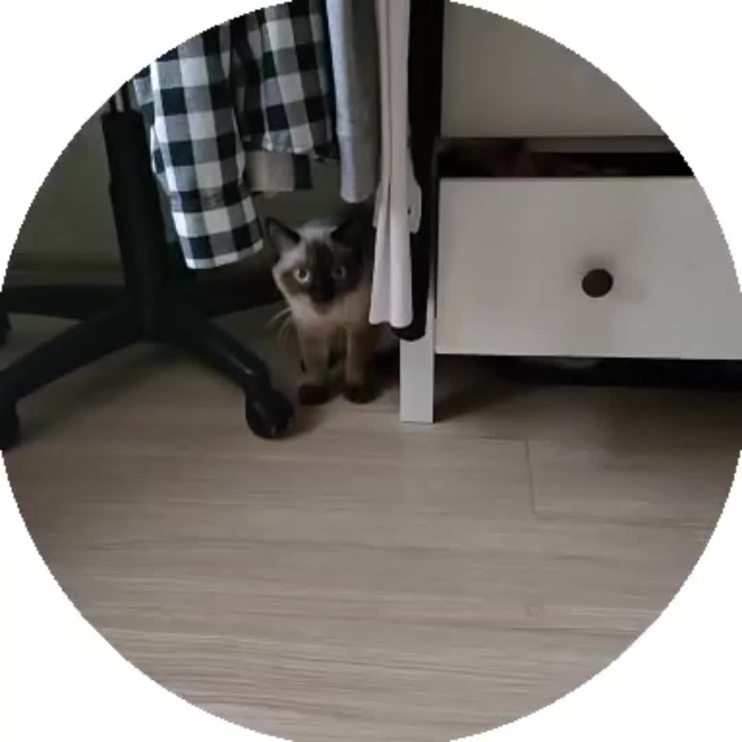@Lисий Dом🦊🤡