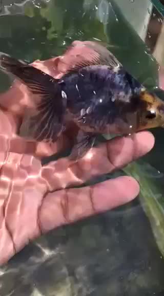 @๐ฅต?๐๐๐๐_๐๐®๐ฅต
