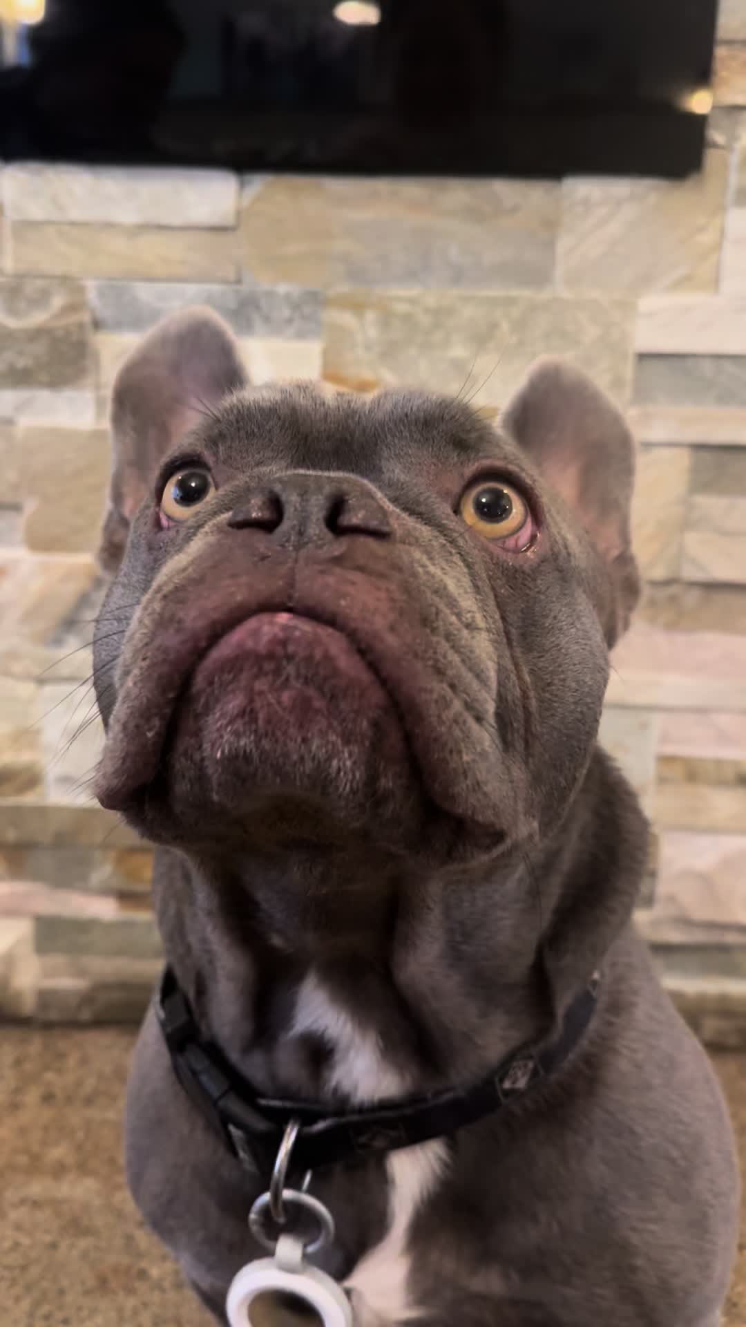 @Doggieinthewindow