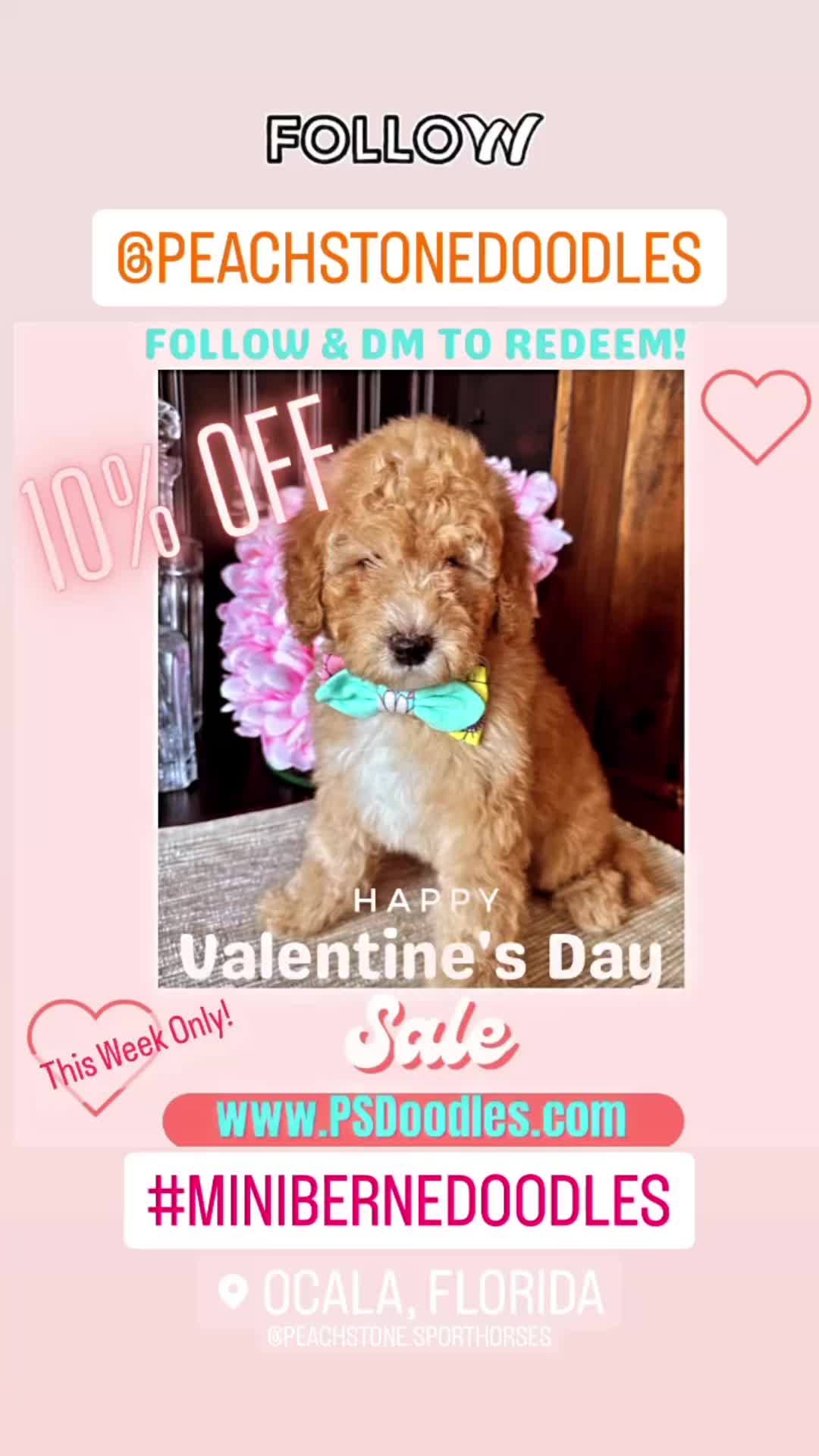@Peachstones Bernedoodles