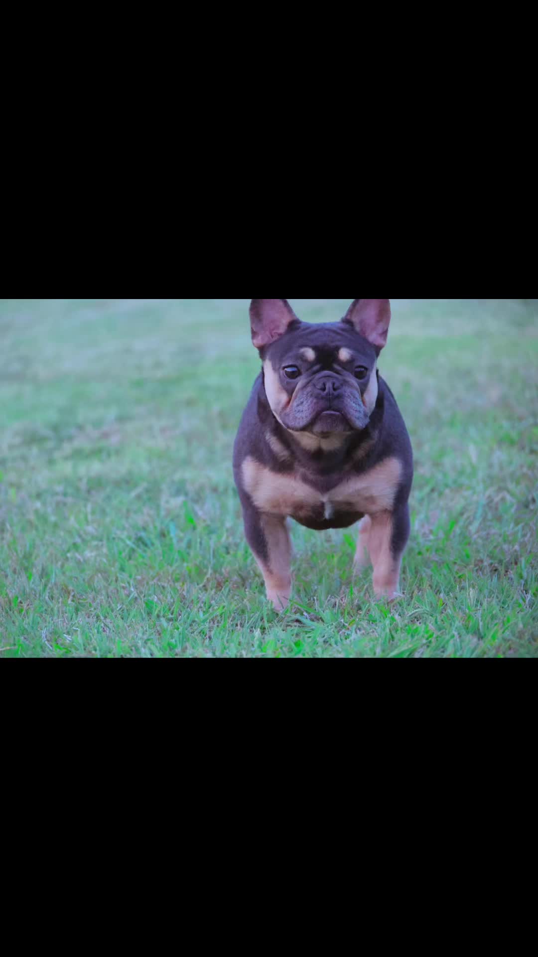 @Grimey Bullys 🐾🦴