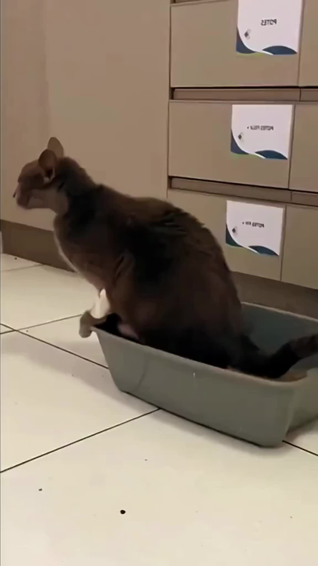 @Pet Guru