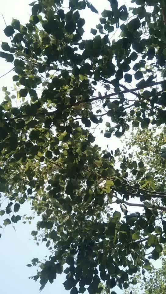 @Ranjeet Rajvanshi