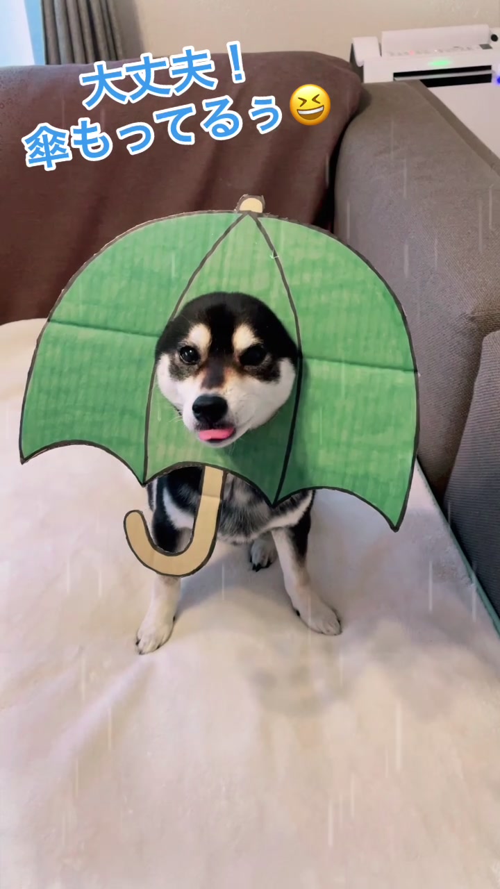 @☀️黒柴犬ひめ☀️