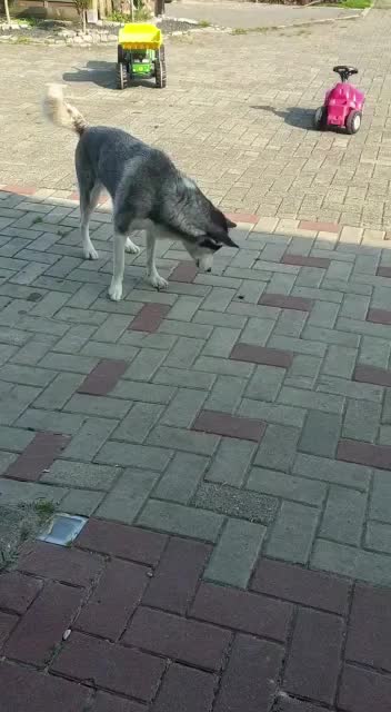 @Husky Ranche Surwold