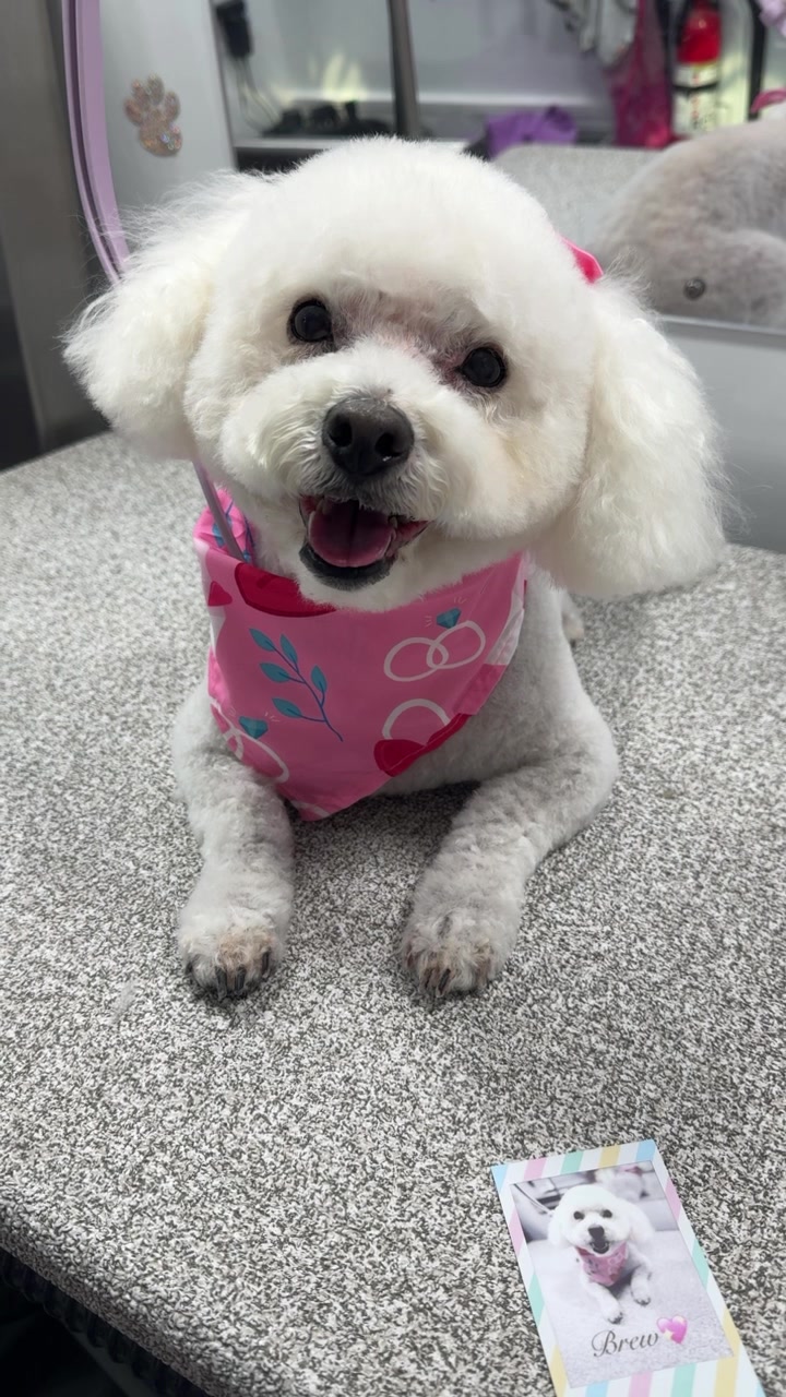 @the_Pawfectionist