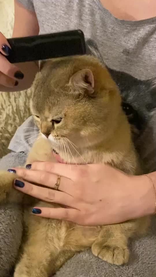@Simba cat