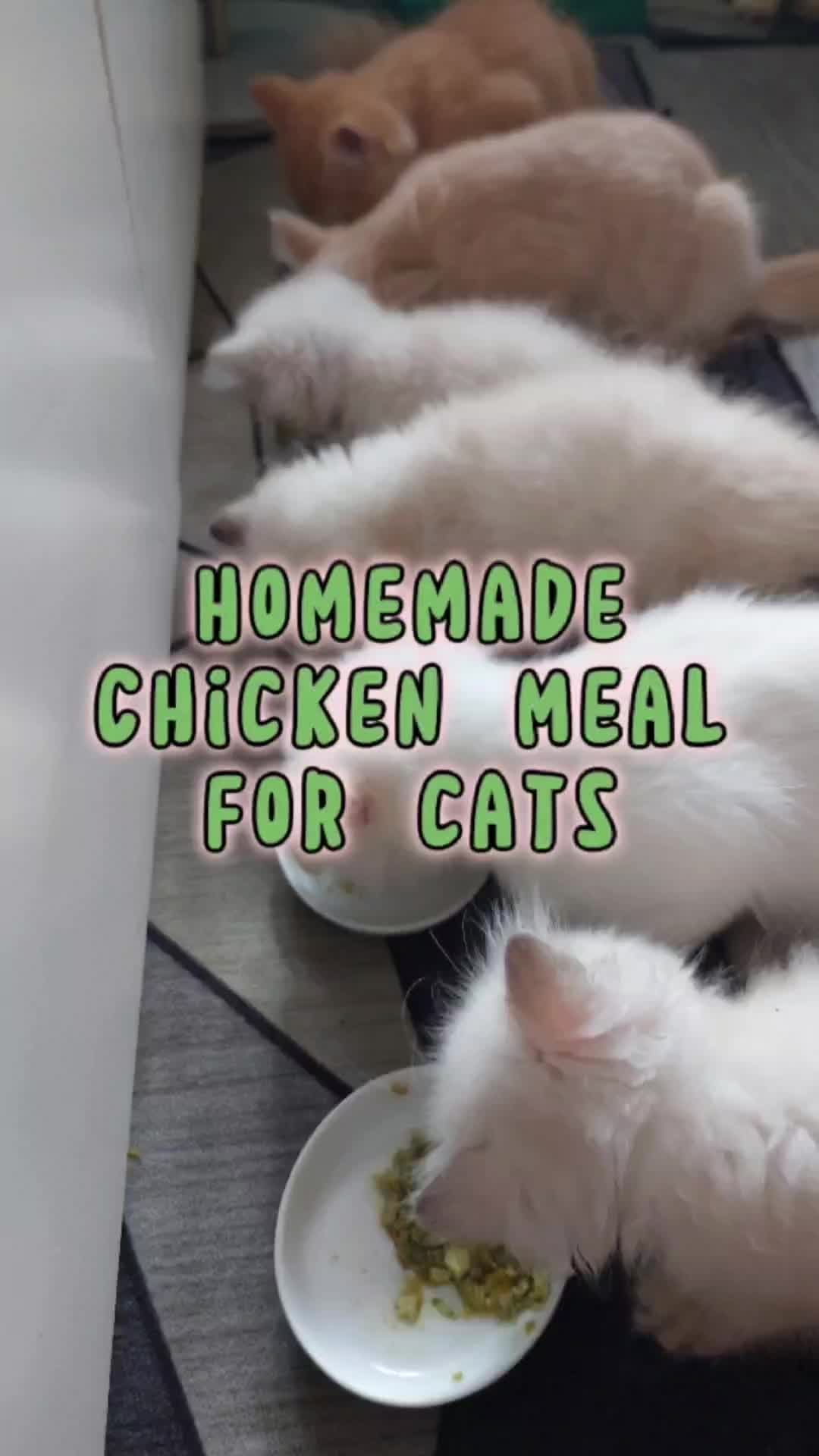 @Maracats Pet Supplies