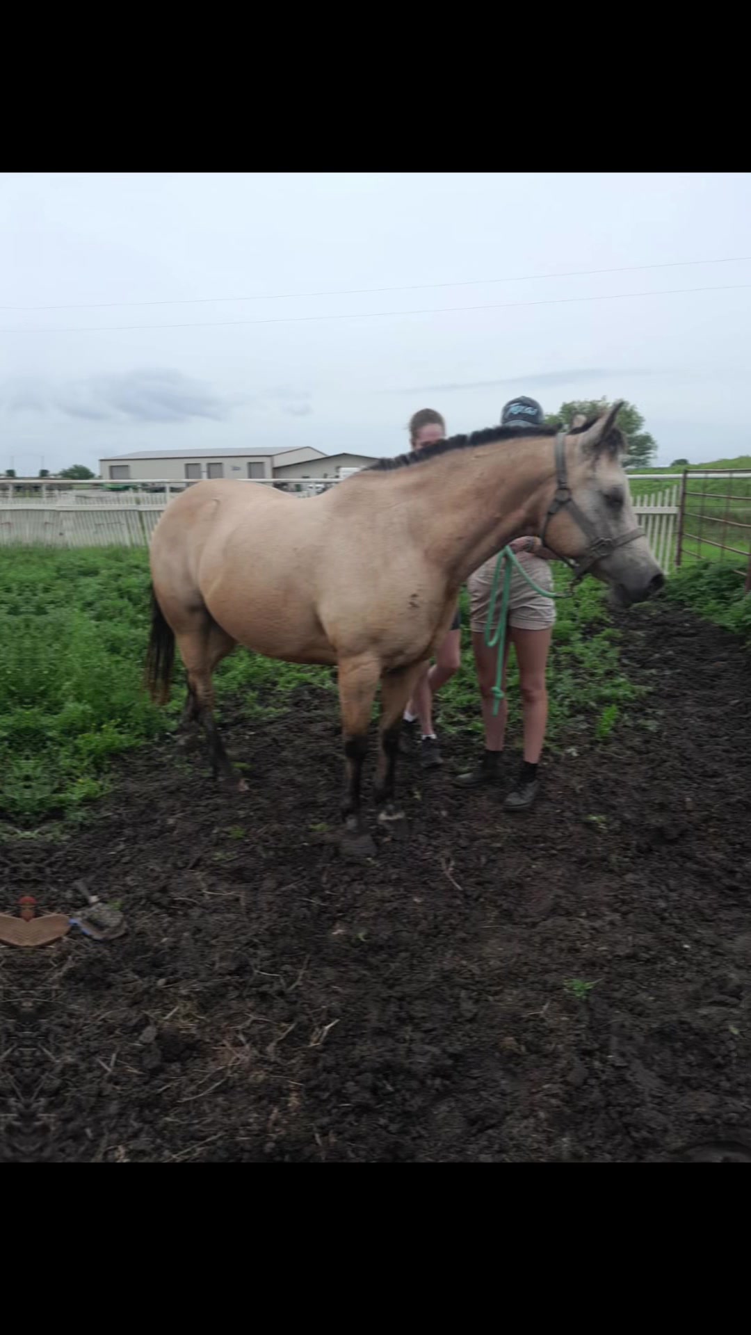 @Horses<>Helping<>Humans