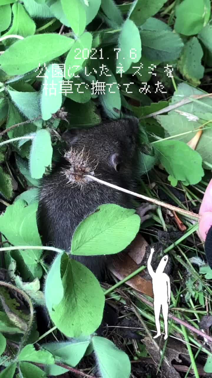 @ちび子