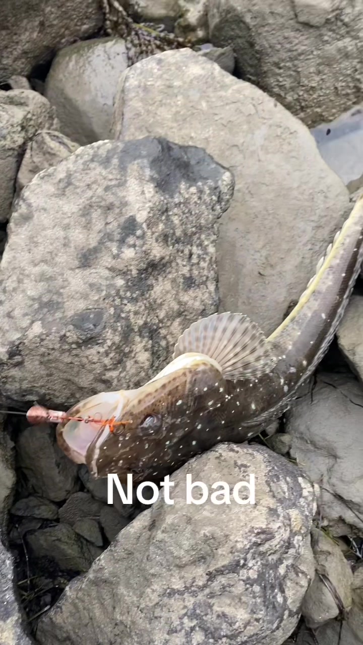 @Shark Jaw Displaying
