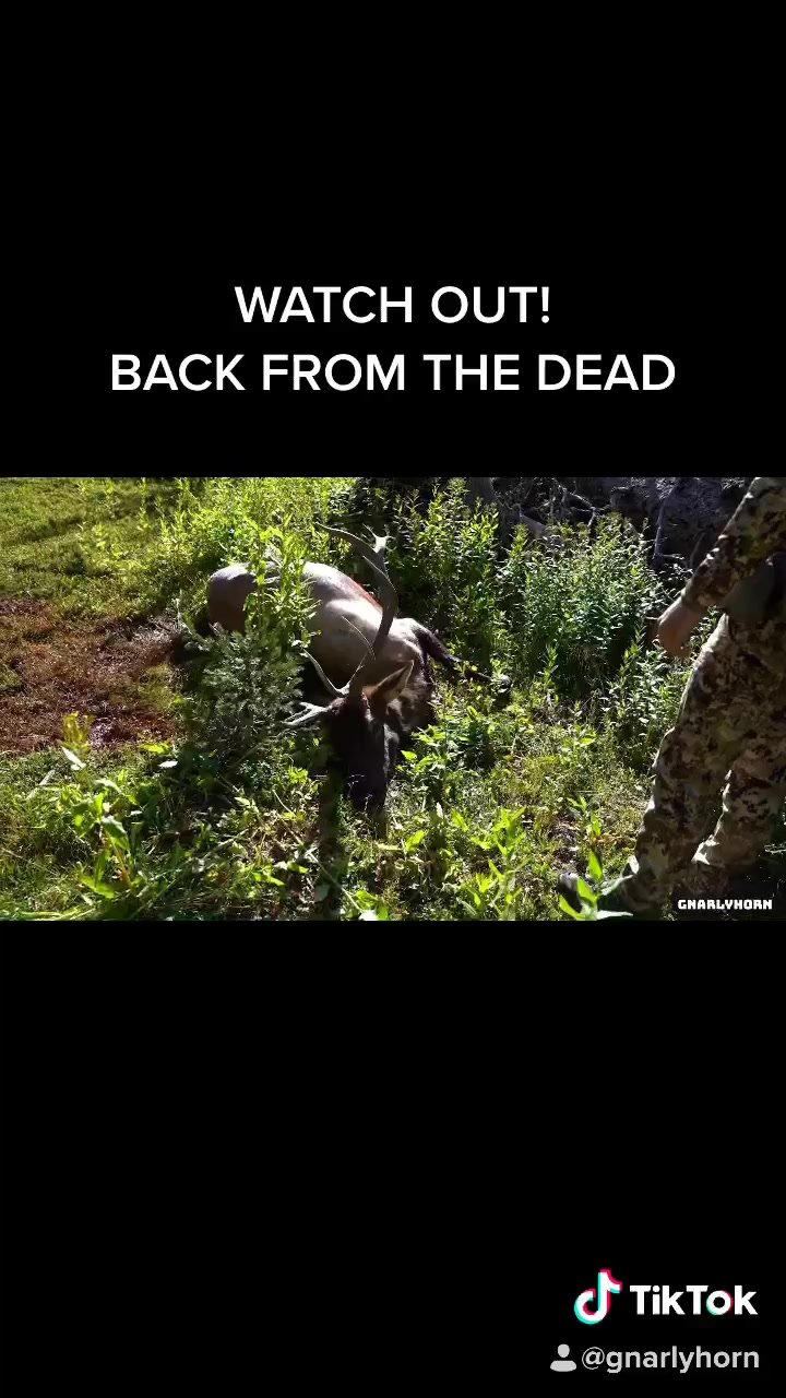 @Gnarlyhorn