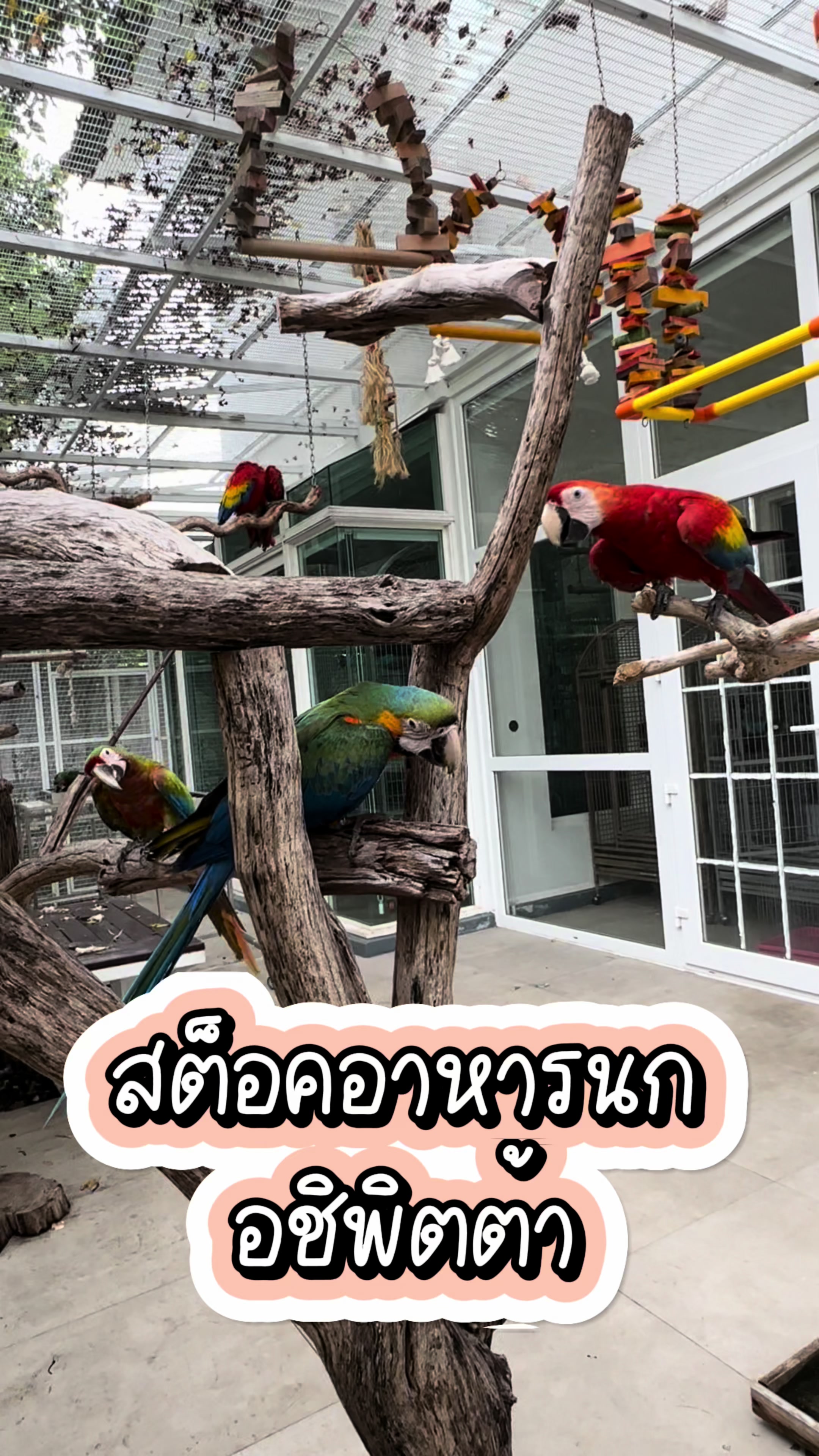 @WelovepetsbyPamornchaiSupply