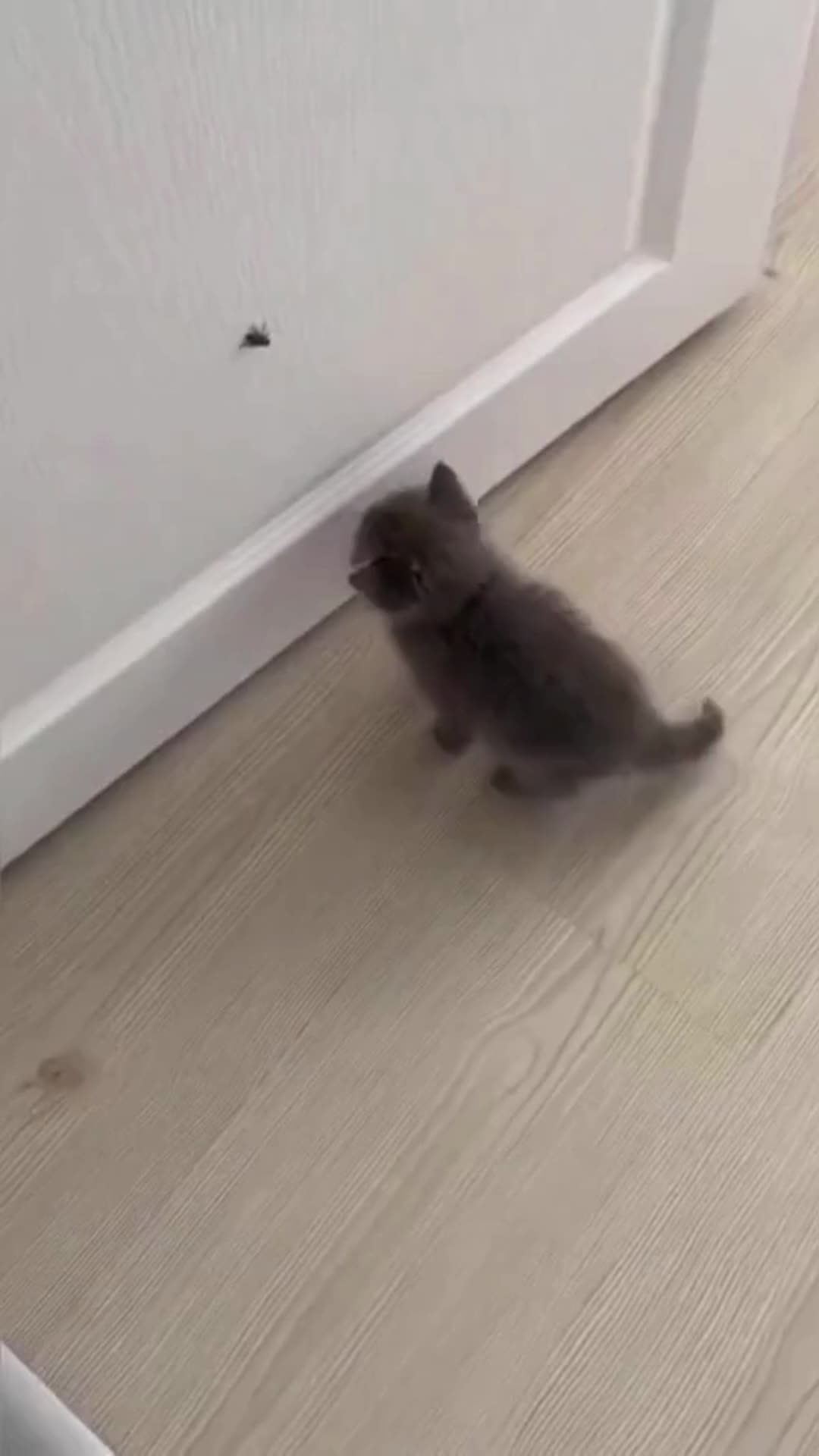 @Pet Guru
