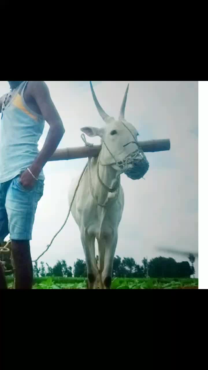 @💞ಪಿರಿಯಾಪಟ್ಟಣ ಹುಡ್ಗ ಮಣ್ಣಿನ ಮಗ