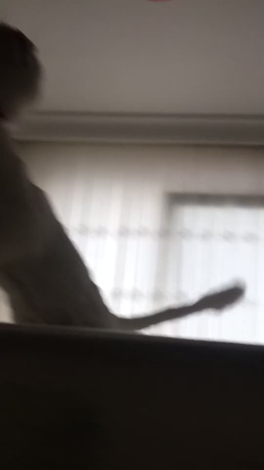 @poncik 🐱