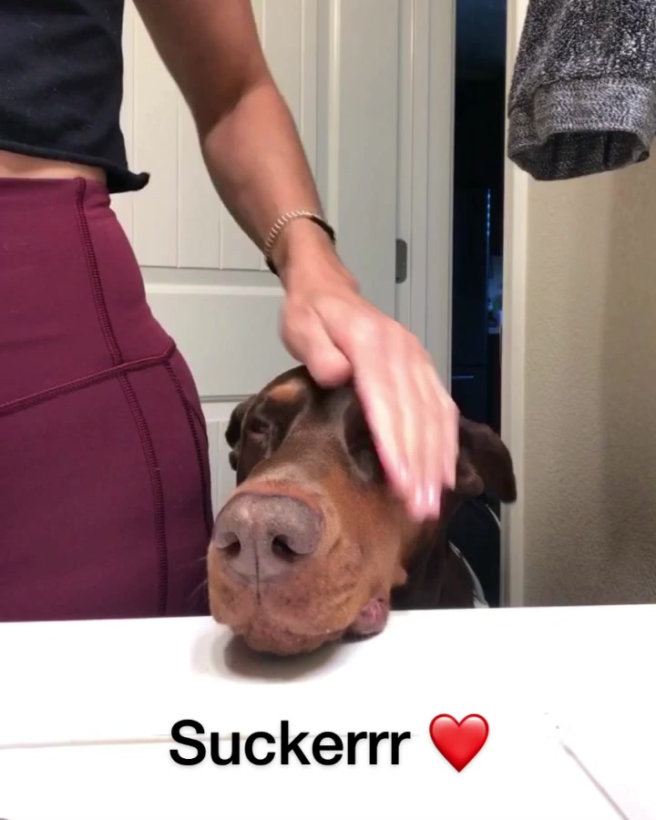 @Cairo the Doberman