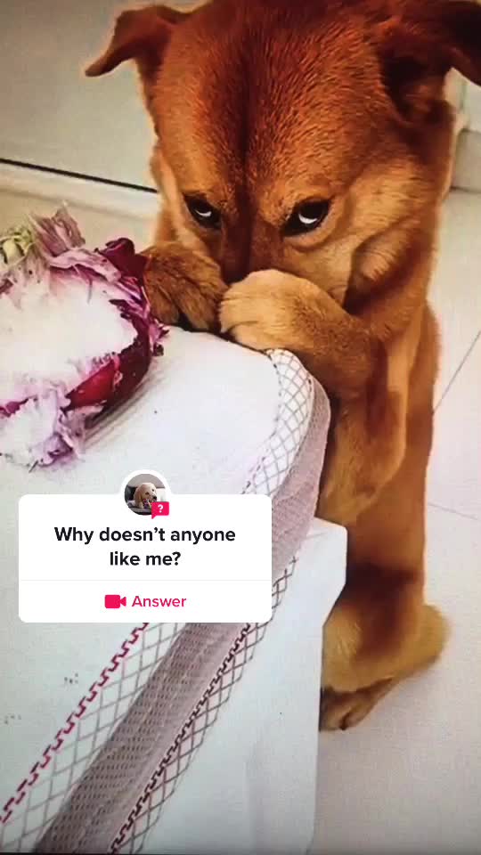 @xixite