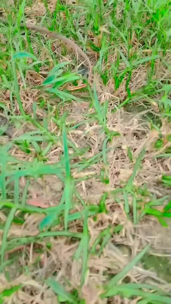 @vikasraj
