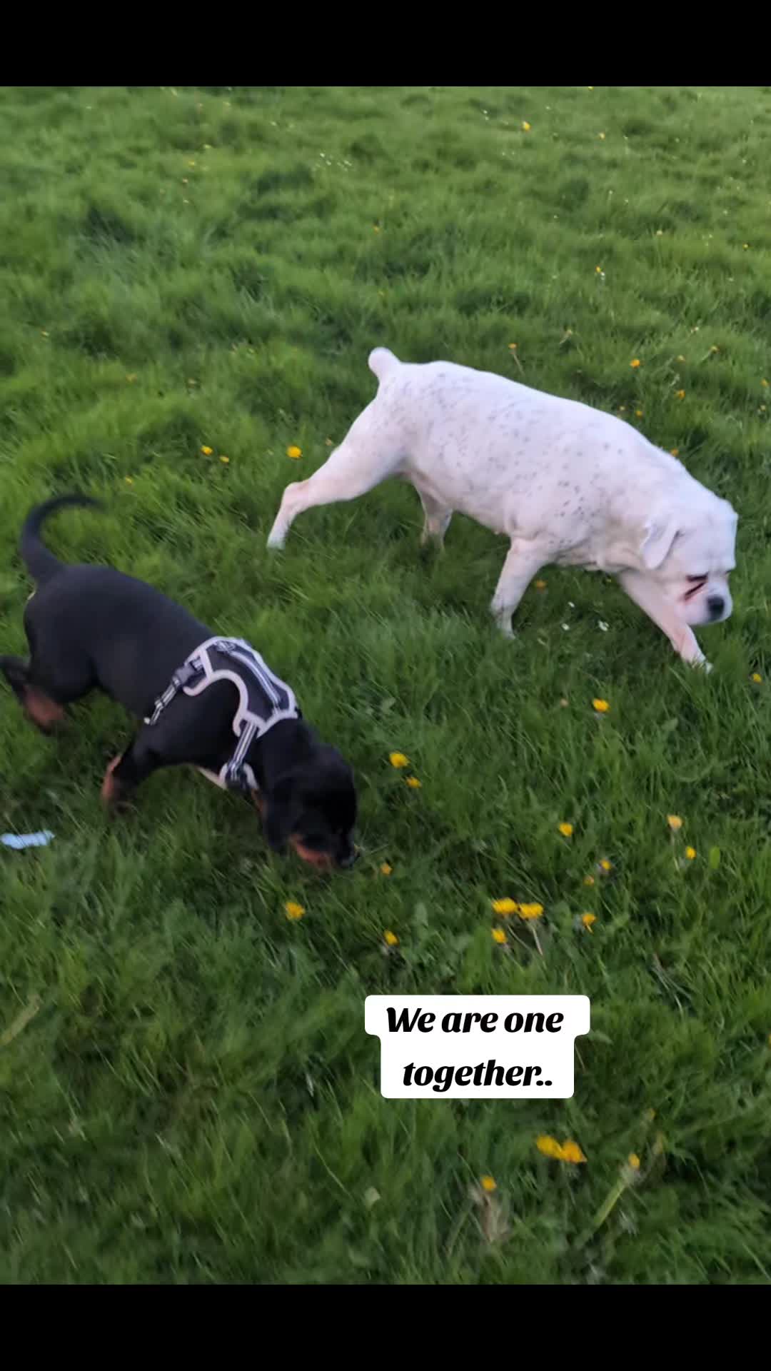@Rio The Rottie 🐾🐶