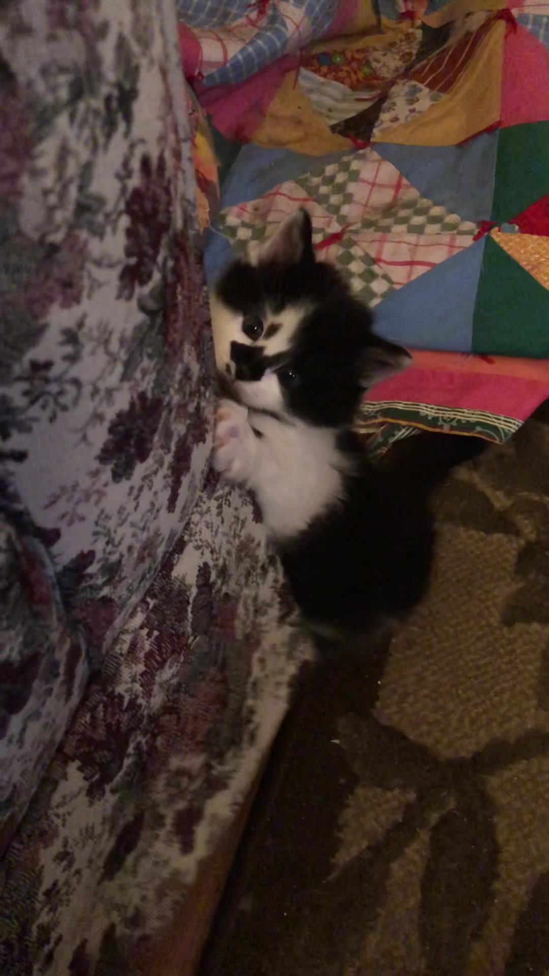 @Macaroni the Cat