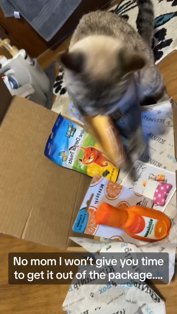 @willowthecollegecat