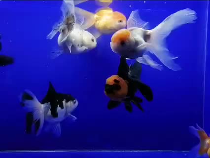 @Mehmet ali çelikkıran01