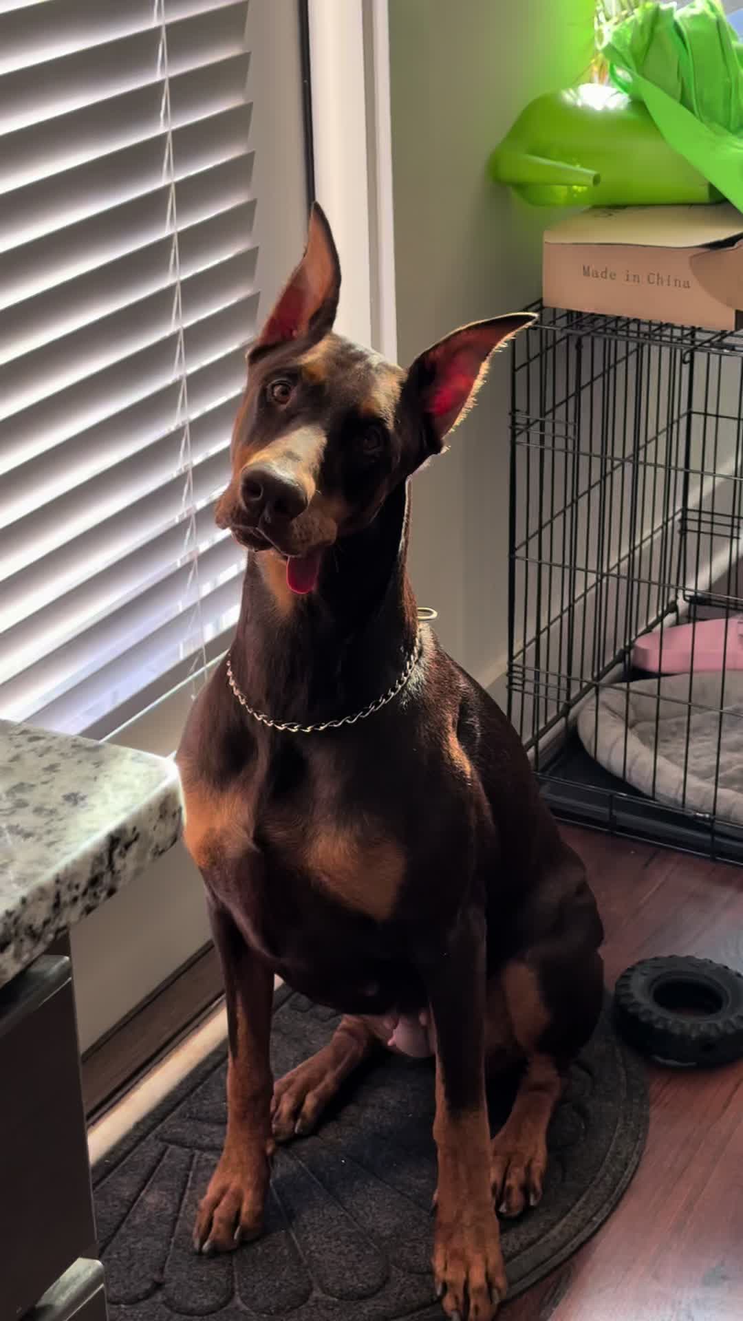 @ShantitheDobie