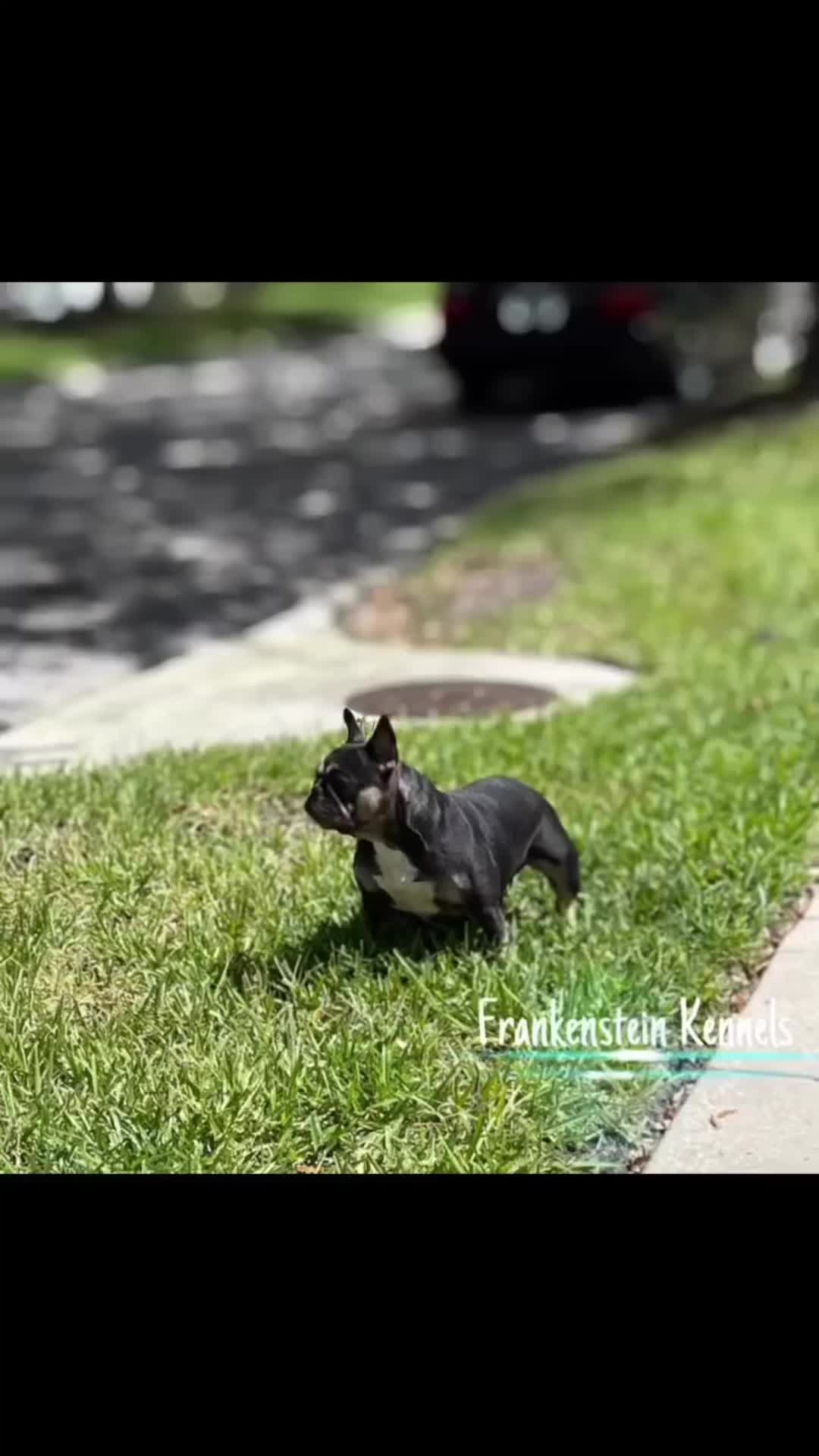 @Frankenstein Kennels