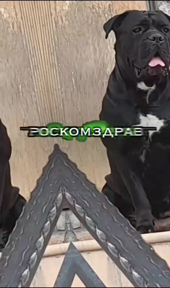 @🐶Dog_tik_tok🐶