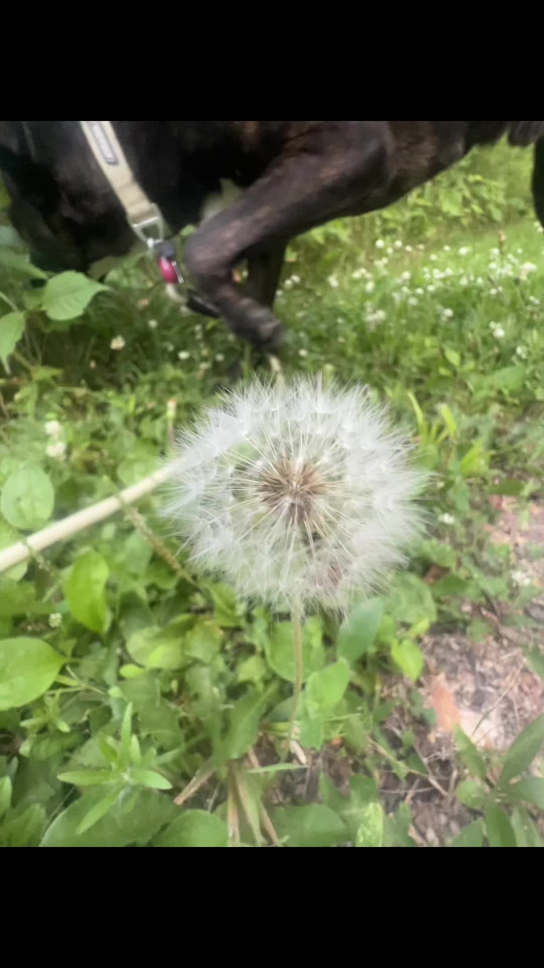 @NoLoboHobo